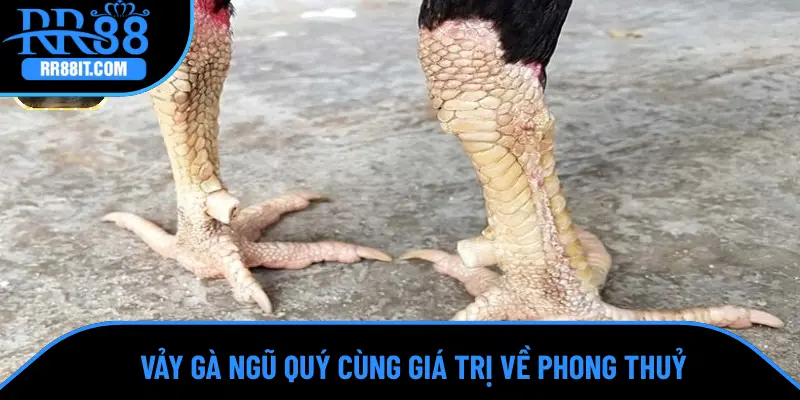 Vảy gà ngũ quý cùng giá trị về phong thuỷ